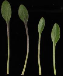 Cardamine alticola. Rosette leaves.
 Image: P.B. Heenan © Landcare Research 2019 CC BY 3.0 NZ